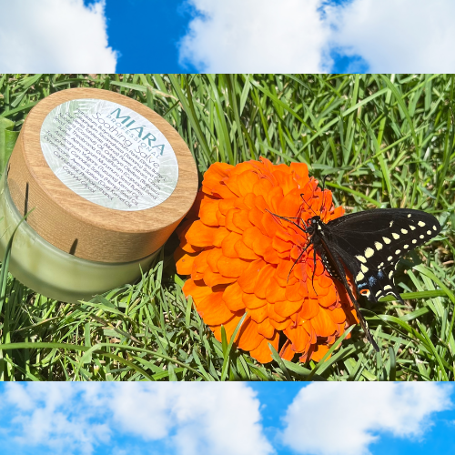 Blue sky and white cloud background with with a black and yellow butterfly on an orange flower by a miara salve